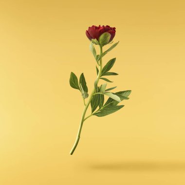 Güzel Kırmızı Şakayık sarı arka planda izole bir şekilde havaya düşüyor. Yüksek çözünürlük Sıfır yerçekimi veya havada kalma kavramı.