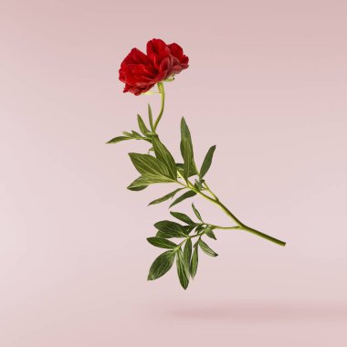 Güzel Kırmızı Şakayık pembe arka planda izole bir şekilde havaya düşüyor. Yüksek çözünürlük Sıfır yerçekimi veya havada kalma kavramı.