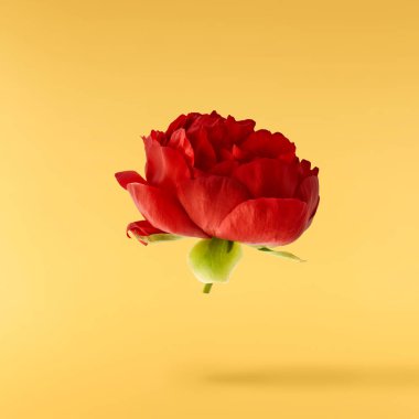 Güzel Kırmızı Şakayık sarı arka planda izole bir şekilde havaya düşüyor. Yüksek çözünürlük Sıfır yerçekimi veya havada kalma kavramı.