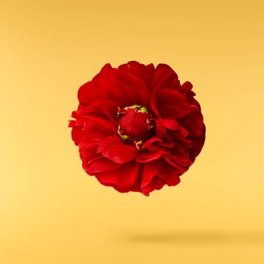 Güzel Kırmızı Şakayık sarı arka planda izole bir şekilde havaya düşüyor. Yüksek çözünürlük Sıfır yerçekimi veya havada kalma kavramı.