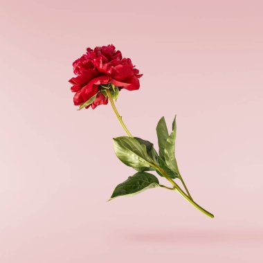 Güzel Kırmızı Şakayık pembe arka planda izole bir şekilde havaya düşüyor. Yüksek çözünürlük Sıfır yerçekimi veya havada kalma kavramı.