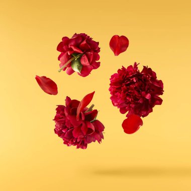 Güzel Kırmızı Şakayık sarı arka planda izole bir şekilde havaya düşüyor. Yüksek çözünürlük Sıfır yerçekimi veya havada kalma kavramı.