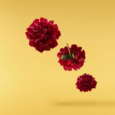 Güzel Kırmızı Şakayık sarı arka planda izole bir şekilde havaya düşüyor. Yüksek çözünürlük Sıfır yerçekimi veya havada kalma kavramı.