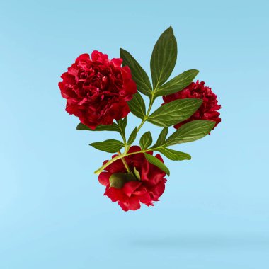 Güzel Kırmızı Şakayık mavi arka planda izole bir şekilde havaya düşüyor. Yüksek çözünürlük Sıfır yerçekimi veya havada kalma kavramı.