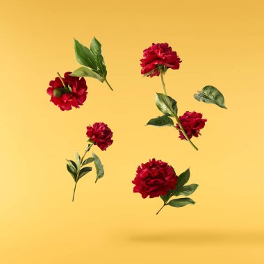 Güzel Kırmızı Şakayık sarı arka planda izole bir şekilde havaya düşüyor. Yüksek çözünürlük Sıfır yerçekimi veya havada kalma kavramı.