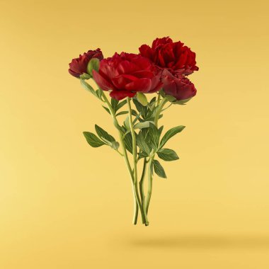 Güzel Kırmızı Şakayık sarı arka planda izole bir şekilde havaya düşüyor. Yüksek çözünürlük Sıfır yerçekimi veya havada kalma kavramı.