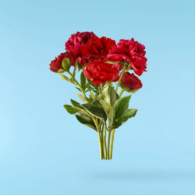 Güzel Kırmızı Şakayık mavi arka planda izole bir şekilde havaya düşüyor. Yüksek çözünürlük Sıfır yerçekimi veya havada kalma kavramı.