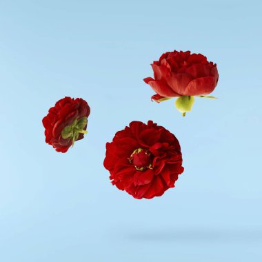 Güzel Kırmızı Şakayık mavi arka planda izole bir şekilde havaya düşüyor. Yüksek çözünürlük Sıfır yerçekimi veya havada kalma kavramı.