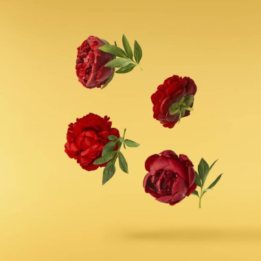 Güzel Kırmızı Şakayık sarı arka planda izole bir şekilde havaya düşüyor. Yüksek çözünürlük Sıfır yerçekimi veya havada kalma kavramı.