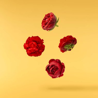 Güzel Kırmızı Şakayık sarı arka planda izole bir şekilde havaya düşüyor. Yüksek çözünürlük Sıfır yerçekimi veya havada kalma kavramı.