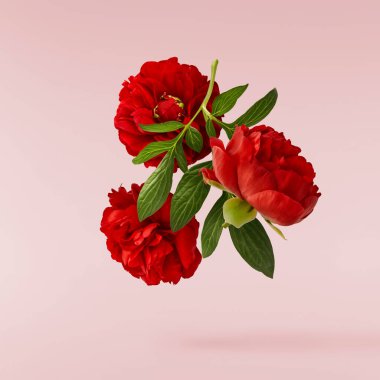 Güzel Kırmızı Şakayık pembe arka planda izole bir şekilde havaya düşüyor. Yüksek çözünürlük Sıfır yerçekimi veya havada kalma kavramı.