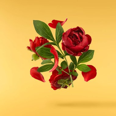 Güzel Kırmızı Şakayık sarı arka planda izole bir şekilde havaya düşüyor. Yüksek çözünürlük Sıfır yerçekimi veya havada kalma kavramı.