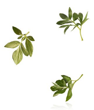 Peony çiçeğinin güzel yeşil yaprağı beyaz arka planda izole bir şekilde havaya düşüyor. Yüksek çözünürlük Sıfır yerçekimi veya havada kalma kavramı.