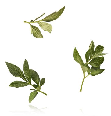 Peony çiçeğinin güzel yeşil yaprağı beyaz arka planda izole bir şekilde havaya düşüyor. Yüksek çözünürlük Sıfır yerçekimi veya havada kalma kavramı.