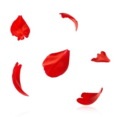 Kırmızı şakayık çiçeğinin güzel kırmızı yaprakları beyaz arka planda izole bir şekilde havaya düşüyor. Yüksek çözünürlük Sıfır yerçekimi veya havada kalma kavramı.