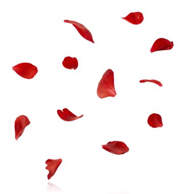 Kırmızı şakayık çiçeğinin güzel kırmızı yaprakları beyaz arka planda izole bir şekilde havaya düşüyor. Yüksek çözünürlük Sıfır yerçekimi veya havada kalma kavramı.