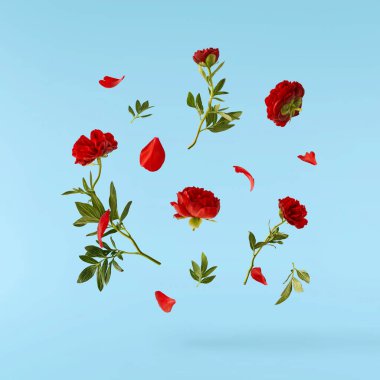 Güzel Kırmızı Şakayık mavi arka planda izole bir şekilde havaya düşüyor. Yüksek çözünürlük Sıfır yerçekimi veya havada kalma kavramı.