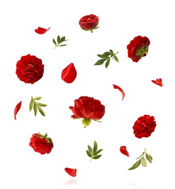 Güzel Kırmızı Şakayık beyaz arka planda izole bir şekilde havaya düşüyor. Yüksek çözünürlük Sıfır yerçekimi veya havada kalma kavramı.