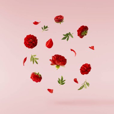 Güzel Kırmızı Şakayık pembe arka planda izole bir şekilde havaya düşüyor. Yüksek çözünürlük Sıfır yerçekimi veya havada kalma kavramı.