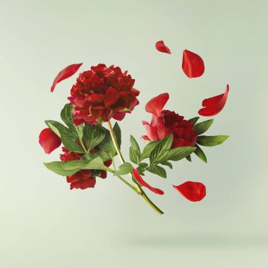 Güzel Kırmızı Şakayık, pastel yeşil arka planda izole bir şekilde havaya düşüyor. Yüksek çözünürlük Sıfır yerçekimi veya havada kalma kavramı.