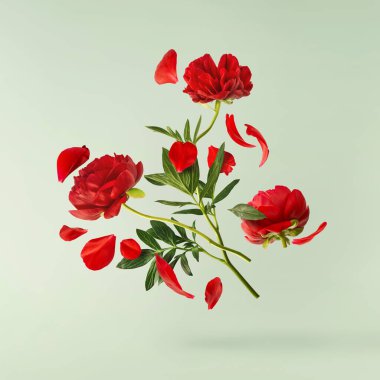 Güzel Kırmızı Şakayık, pastel yeşil arka planda izole bir şekilde havaya düşüyor. Yüksek çözünürlük Sıfır yerçekimi veya havada kalma kavramı.