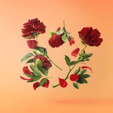 Güzel Kırmızı Şakayık, pastel turuncu arka planda izole bir şekilde havaya düşüyor. Yüksek çözünürlük Sıfır yerçekimi veya havada kalma kavramı.