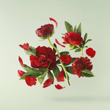 Güzel Kırmızı Şakayık, pastel yeşil arka planda izole bir şekilde havaya düşüyor. Yüksek çözünürlük Sıfır yerçekimi veya havada kalma kavramı.