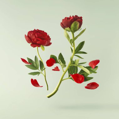 Güzel Kırmızı Şakayık, pastel yeşil arka planda izole bir şekilde havaya düşüyor. Yüksek çözünürlük Sıfır yerçekimi veya havada kalma kavramı.