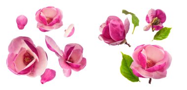 Havaya düşen güzel pembe manolya çiçekli yaratıcı bir set beyaz arka planda izole edilmiş. Sıfır yerçekimi kavramı