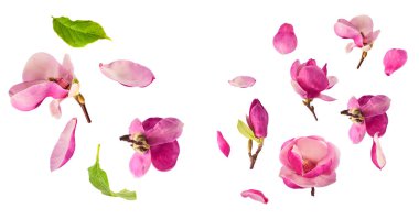Havaya düşen güzel pembe manolya çiçekli yaratıcı bir set beyaz arka planda izole edilmiş. Sıfır yerçekimi kavramı
