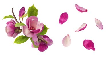 Havaya düşen güzel pembe manolya çiçekli yaratıcı bir set beyaz arka planda izole edilmiş. Sıfır yerçekimi kavramı