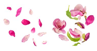 Havaya düşen güzel pembe manolya çiçekli yaratıcı bir set beyaz arka planda izole edilmiş. Sıfır yerçekimi kavramı