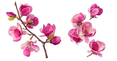 Havaya düşen güzel pembe manolya çiçekli yaratıcı bir set beyaz arka planda izole edilmiş. Sıfır yerçekimi kavramı