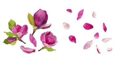 Havaya düşen güzel pembe manolya çiçekli yaratıcı bir set beyaz arka planda izole edilmiş. Sıfır yerçekimi kavramı