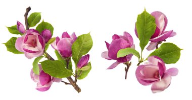 Havaya düşen güzel pembe manolya çiçekli yaratıcı bir set beyaz arka planda izole edilmiş. Sıfır yerçekimi kavramı