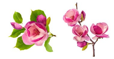 Havaya düşen güzel pembe manolya çiçekli yaratıcı bir set beyaz arka planda izole edilmiş. Sıfır yerçekimi kavramı