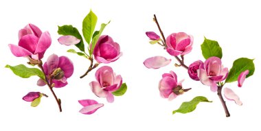 Havaya düşen güzel pembe manolya çiçekli yaratıcı bir set beyaz arka planda izole edilmiş. Sıfır yerçekimi kavramı