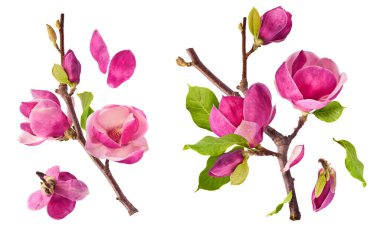 Havaya düşen güzel pembe manolya çiçekli yaratıcı bir set beyaz arka planda izole edilmiş. Sıfır yerçekimi kavramı