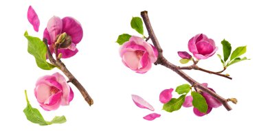 Havaya düşen güzel pembe manolya çiçekli yaratıcı bir set beyaz arka planda izole edilmiş. Sıfır yerçekimi kavramı