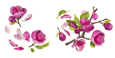 Havaya düşen güzel pembe manolya çiçekli yaratıcı bir set beyaz arka planda izole edilmiş. Sıfır yerçekimi kavramı