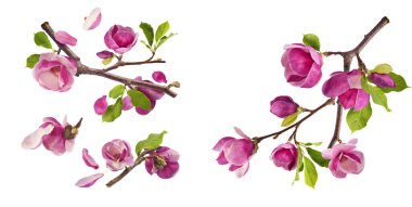 Havaya düşen güzel pembe manolya çiçekli yaratıcı bir set beyaz arka planda izole edilmiş. Sıfır yerçekimi kavramı