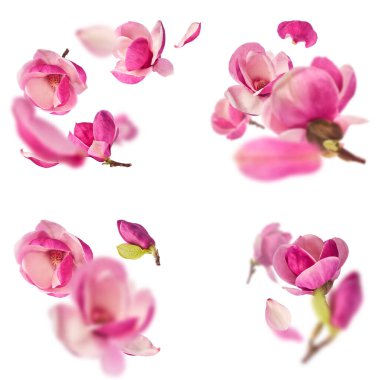 Havaya düşen güzel pembe manolya çiçekli yaratıcı bir set beyaz arka planda izole edilmiş. Sıfır yerçekimi kavramı