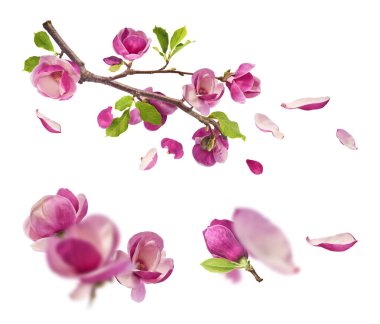 Havaya düşen güzel pembe manolya çiçekli yaratıcı bir set beyaz arka planda izole edilmiş. Sıfır yerçekimi kavramı