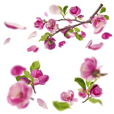 Havaya düşen güzel pembe manolya çiçekli yaratıcı bir set beyaz arka planda izole edilmiş. Sıfır yerçekimi kavramı