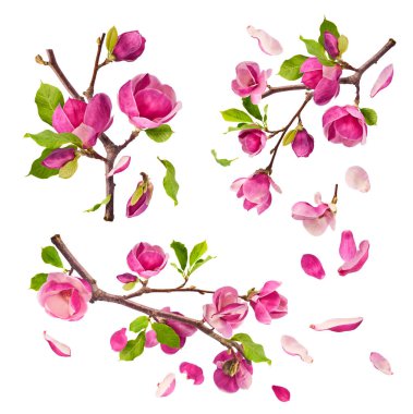 Havaya düşen güzel pembe manolya çiçekli yaratıcı bir set beyaz arka planda izole edilmiş. Sıfır yerçekimi kavramı