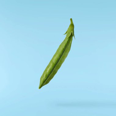 Taze taze taze taze taze bezelye kabukları mavi arka planda izole bir şekilde havaya düşüyor. Gıda havalanması veya sıfır yerçekimi kavramı