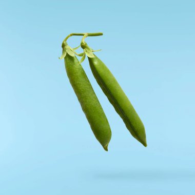 Taze taze taze taze taze bezelye kabukları mavi arka planda izole bir şekilde havaya düşüyor. Gıda havalanması veya sıfır yerçekimi kavramı