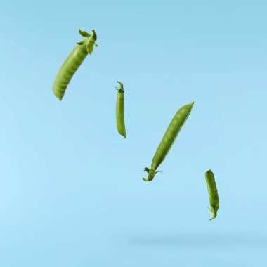 Taze taze taze taze taze bezelye kabukları mavi arka planda izole bir şekilde havaya düşüyor. Gıda havalanması veya sıfır yerçekimi kavramı