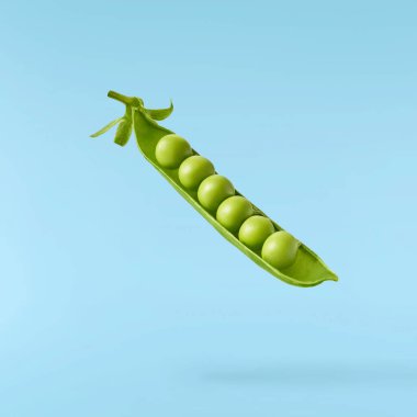 Taze taze taze taze taze bezelye kabukları mavi arka planda izole bir şekilde havaya düşüyor. Gıda havalanması veya sıfır yerçekimi kavramı