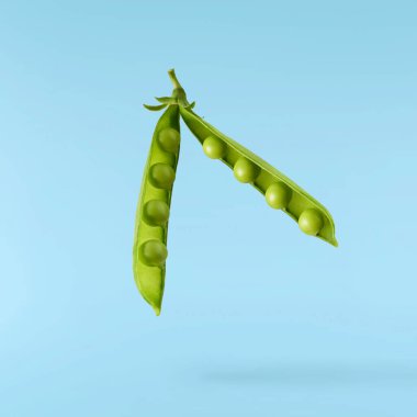 Taze taze taze taze taze bezelye kabukları mavi arka planda izole bir şekilde havaya düşüyor. Gıda havalanması veya sıfır yerçekimi kavramı